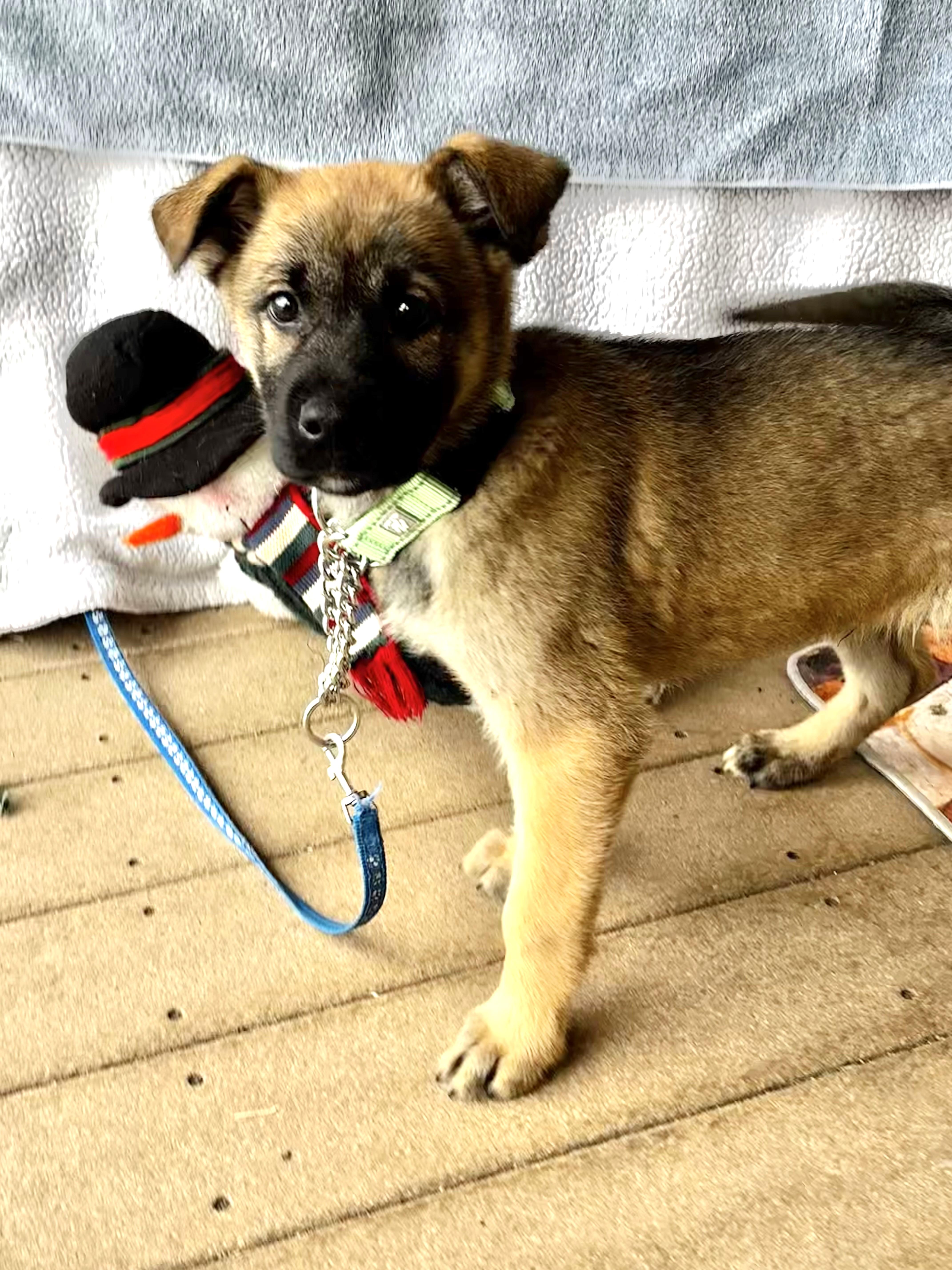 Enlarge Saxon, a Adoptable mixed breed in West Chicago, IL image 2/3