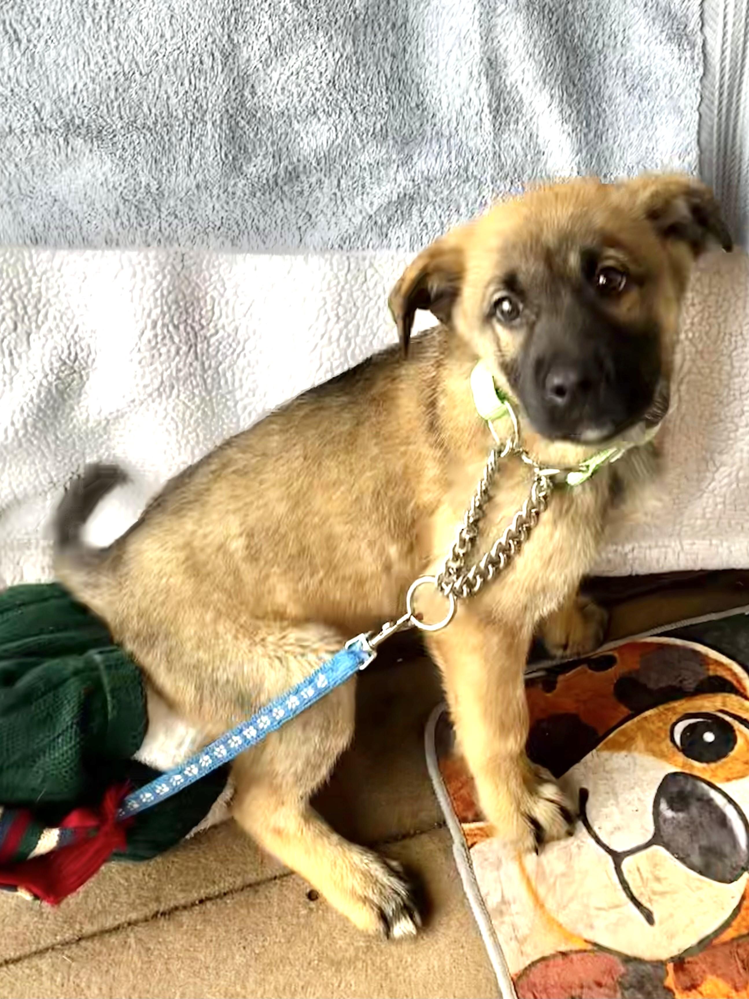 Enlarge Saxon, a Adoptable mixed breed in West Chicago, IL image 3/3