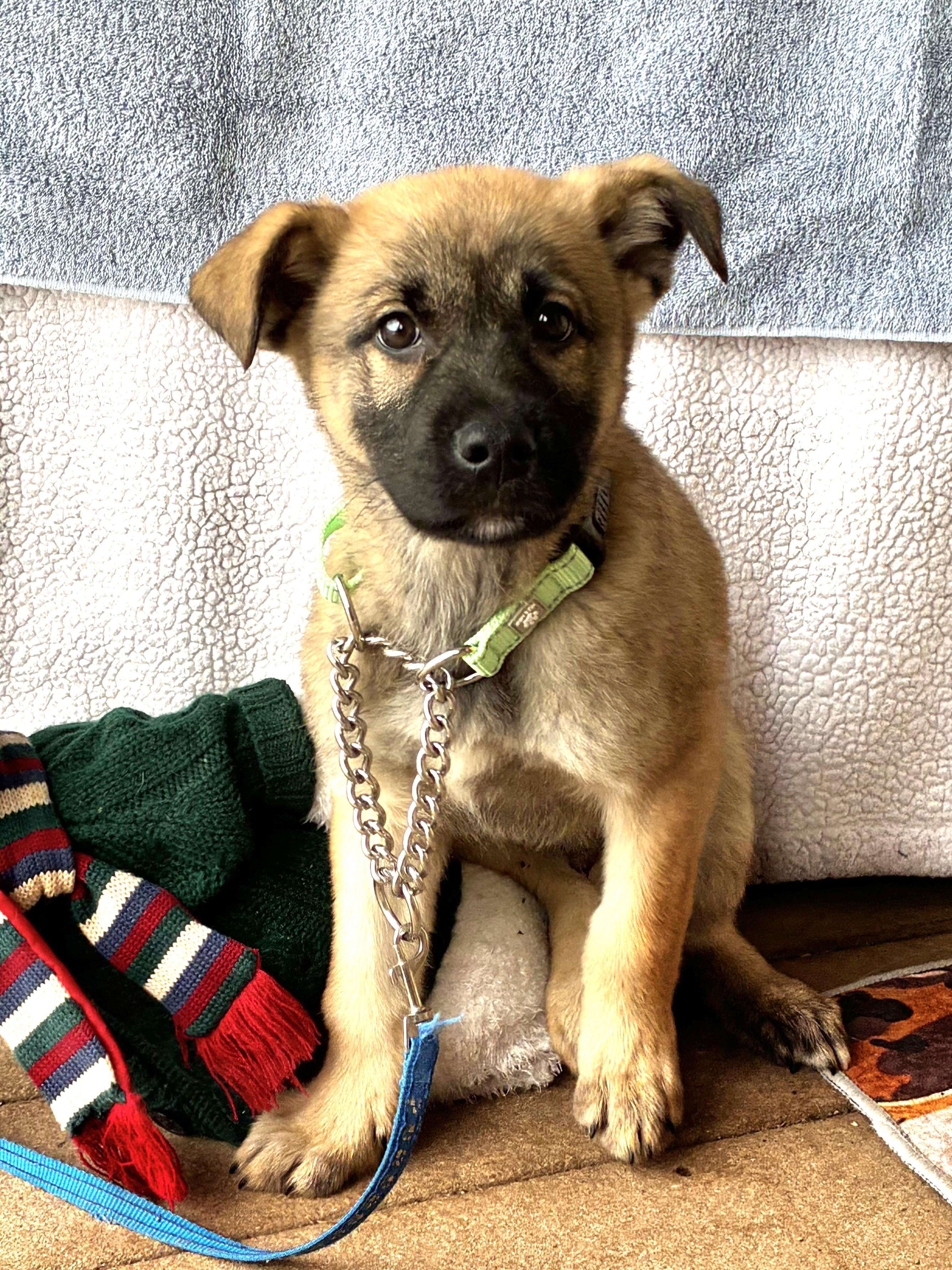 Saxon, Adoptable, Puppy Male Shepherd.