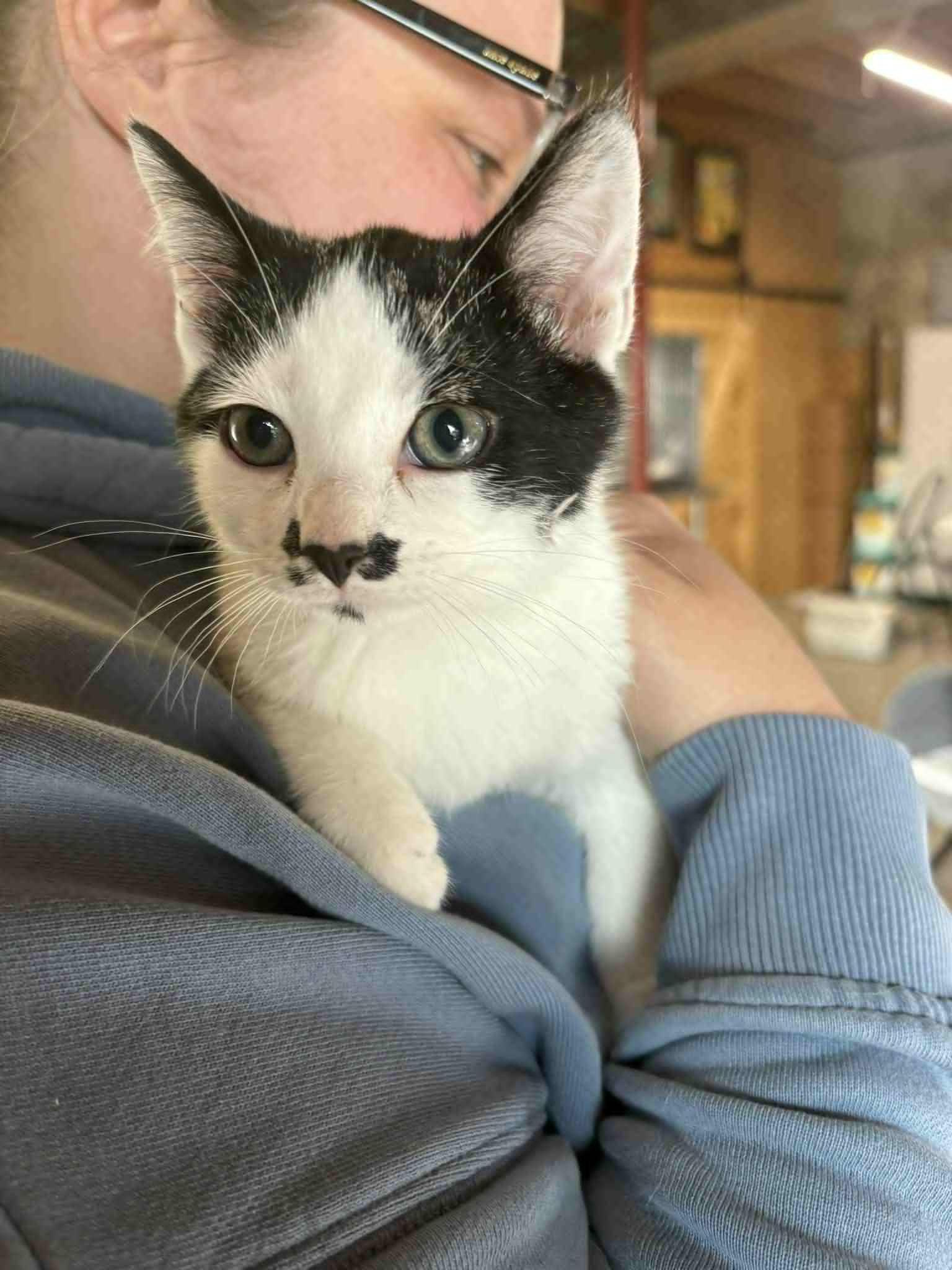 Enlarge Stash, a Adoptable Domestic Short Hair in Dalzell, IL image 1/3