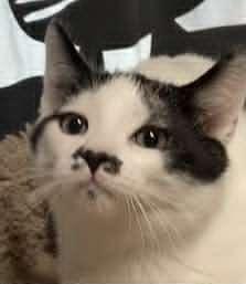 Enlarge Stash, a Adoptable Domestic Short Hair in Dalzell, IL image 2/3