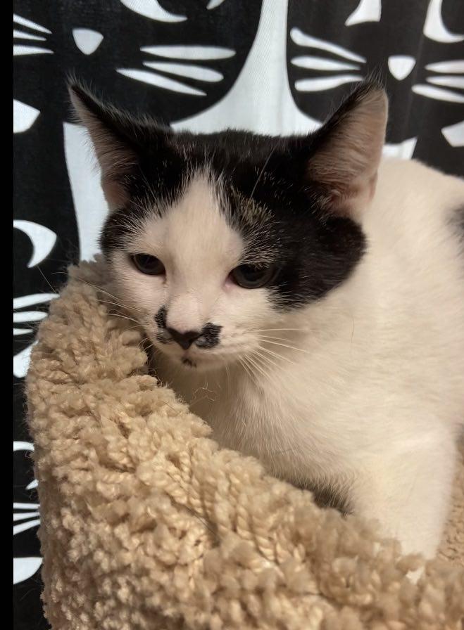 Enlarge Stash, a Adoptable Domestic Short Hair in Dalzell, IL image 3/3