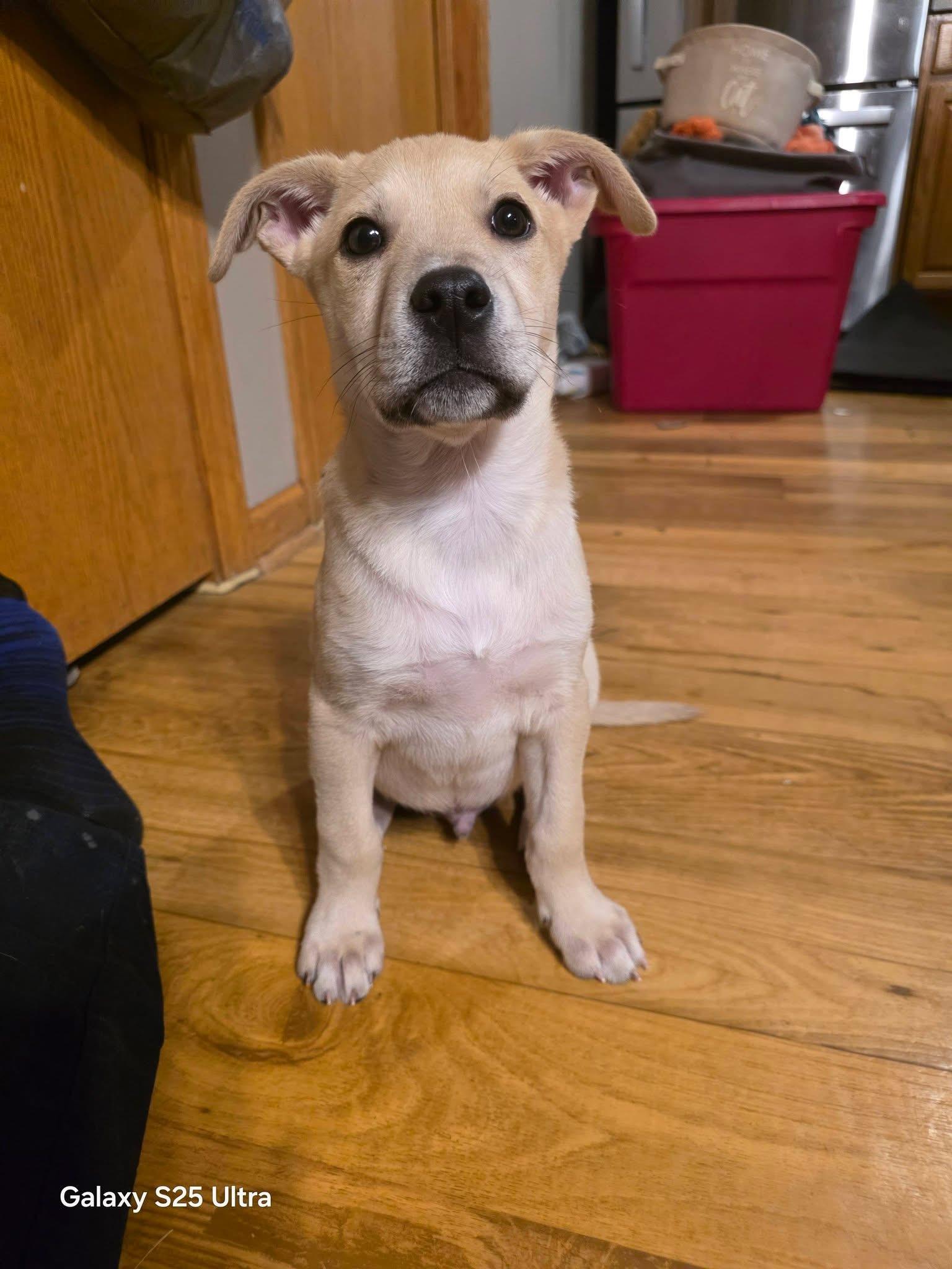 Artemis the heeler mix puppy, Adoptable, Puppy Male Australian Cattle Dog / Blue Heeler & Terrier.