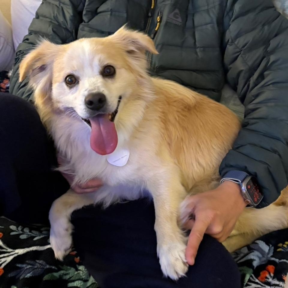 Enlarge Simba Snowball , a Adoptable mixed breed in Richmond, VA image 6/6