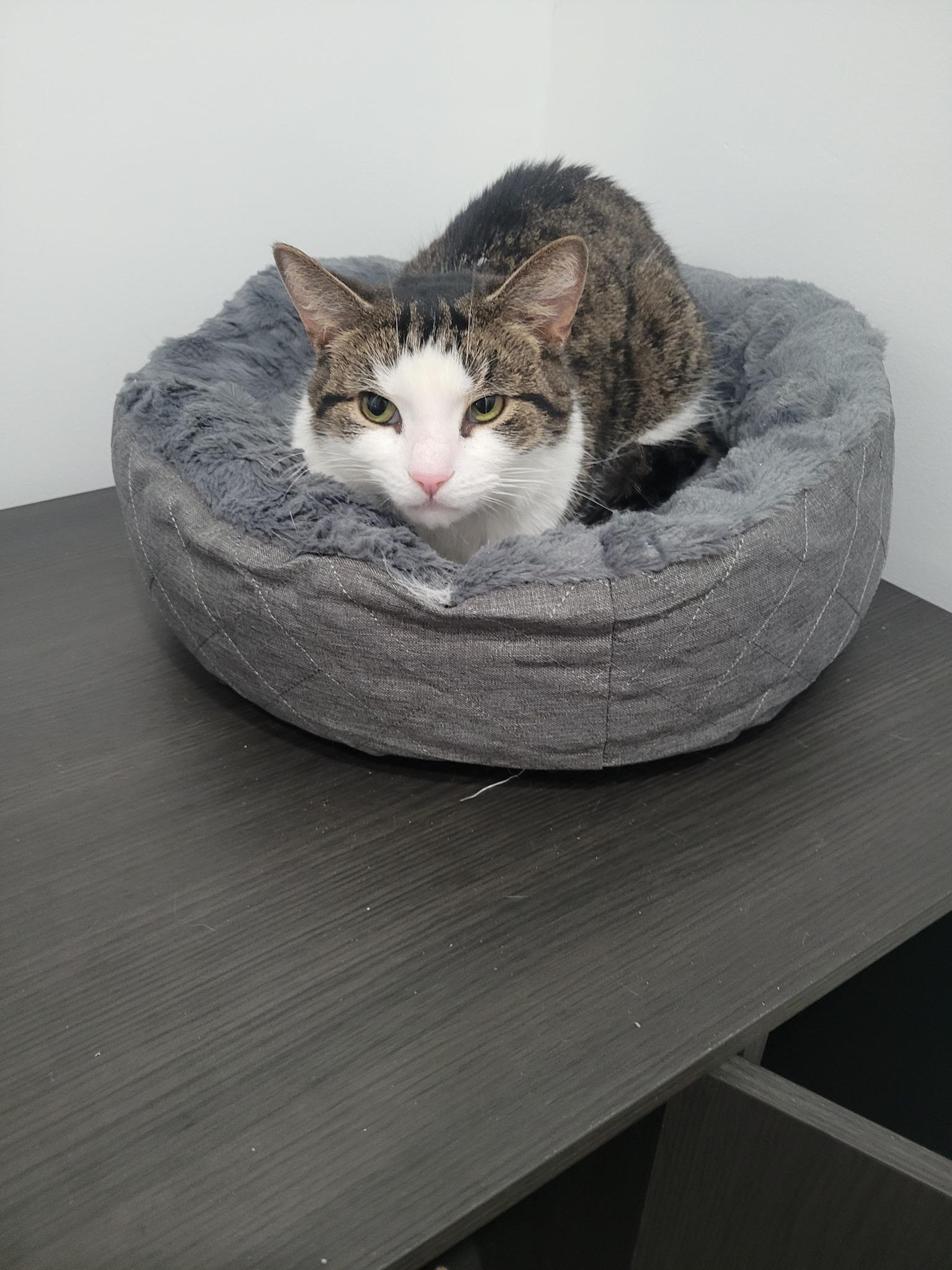 Enlarge Tippy, an adopted Domestic Short Hair in Spencerville, ON image 4/5