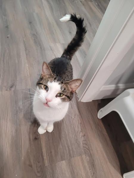 Enlarge Tippy, an adopted Domestic Short Hair in Spencerville, ON image 3/5