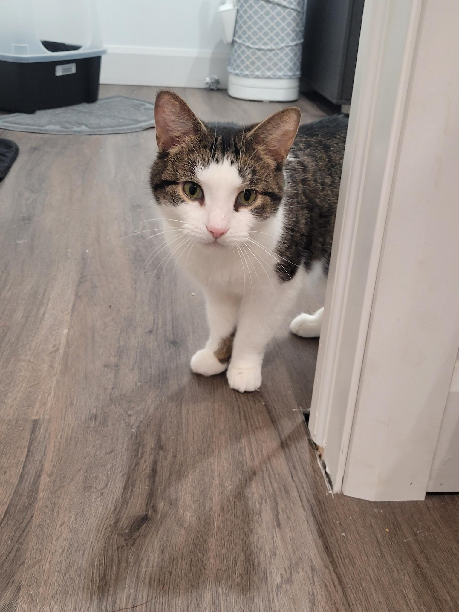 Enlarge Tippy, an adopted Domestic Short Hair in Spencerville, ON image 1/5