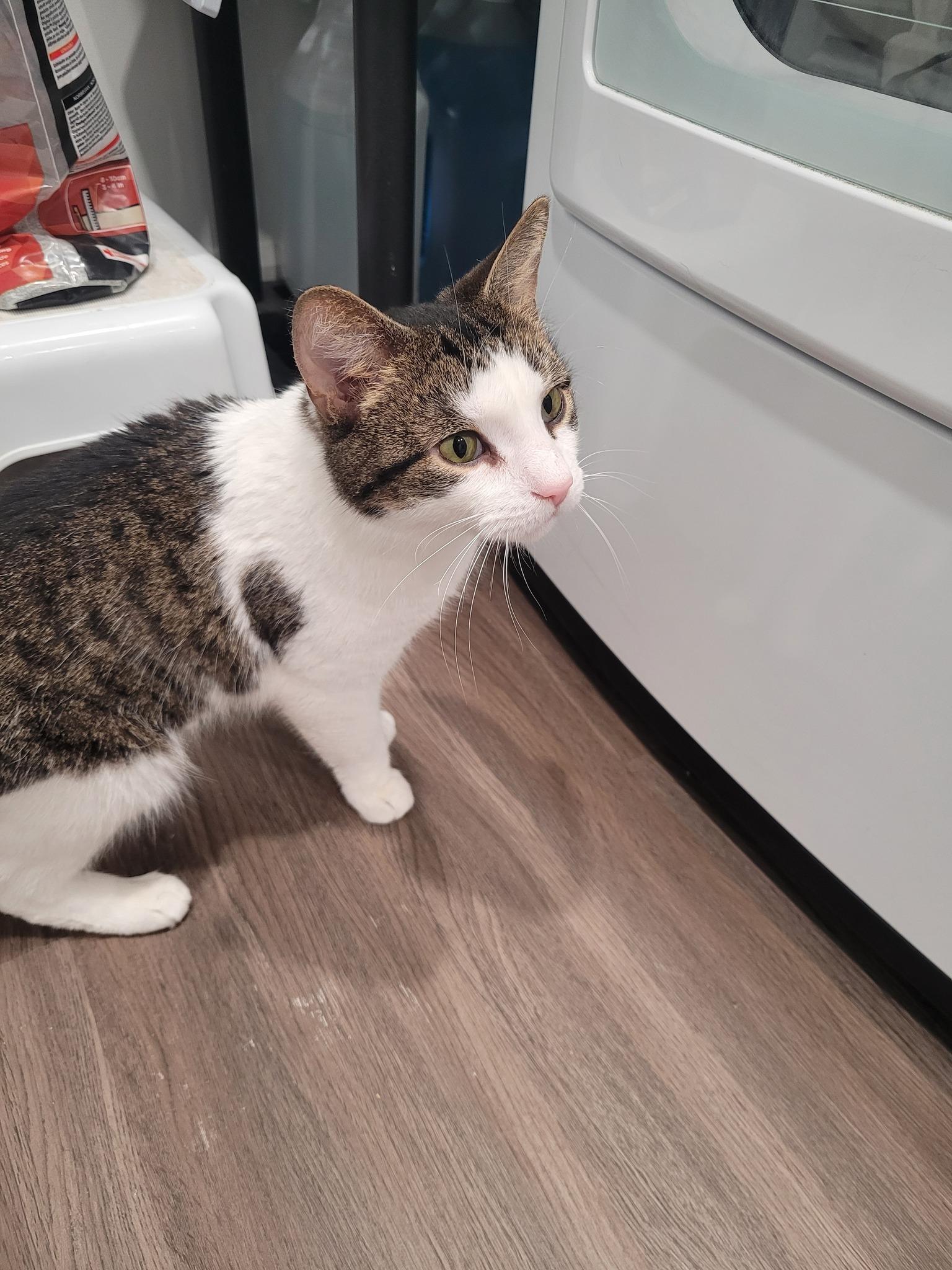 Enlarge Tippy, an adopted Domestic Short Hair in Spencerville, ON image 5/5