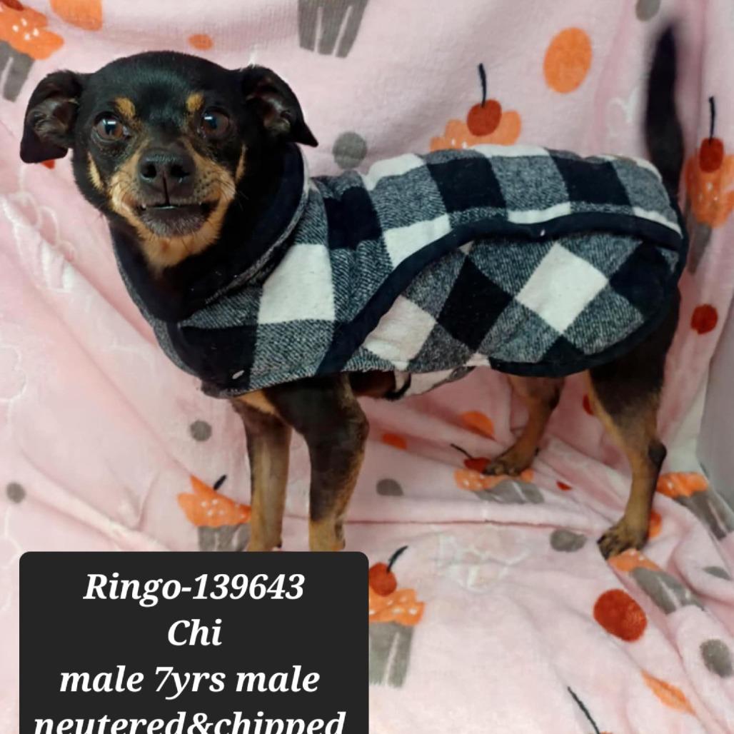 Enlarge Ringo, a Adoptable Chihuahua in New Tazewell, TN image 1/1