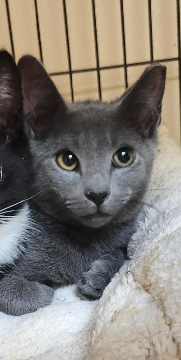 Lila, ADOPTABLE, Kitten Female Domestic Short Hair.