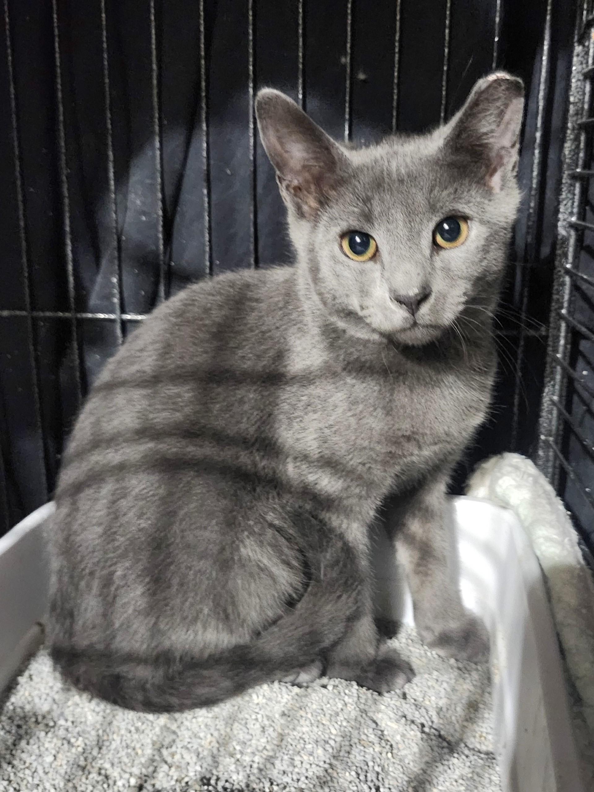 Enlarge Lila, a ADOPTABLE Domestic Short Hair in East Brunswick, NJ image 2/4
