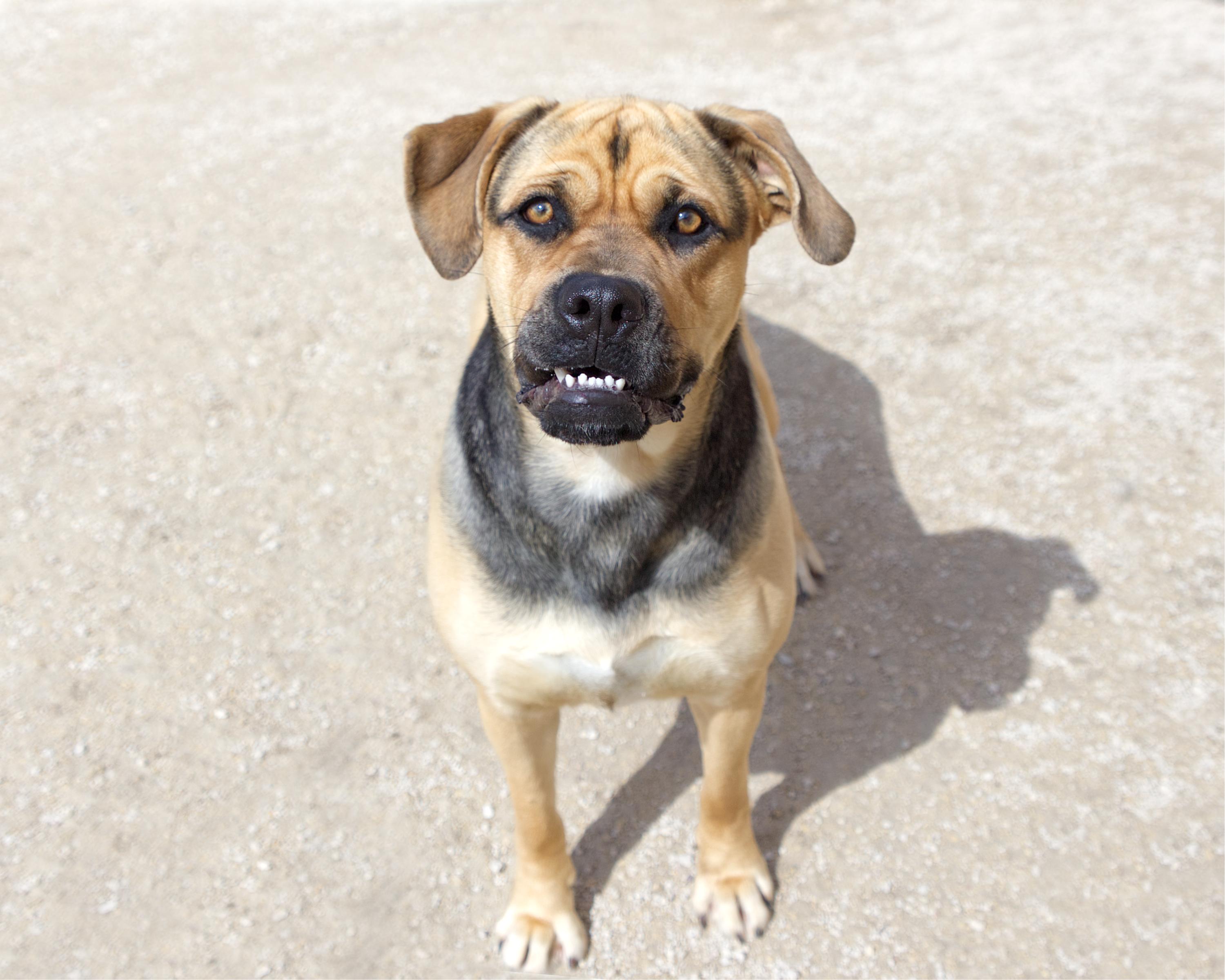 Enlarge Frankie, an adopted mixed breed in Winnipeg, MB image 3/3
