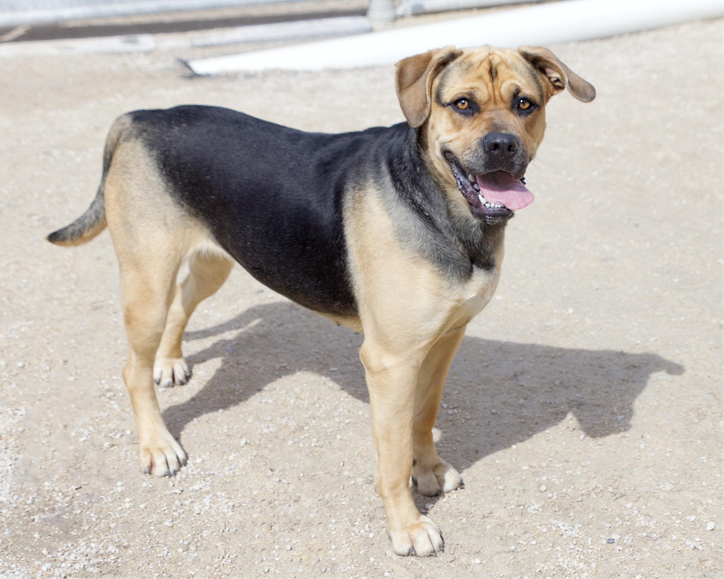 Enlarge Frankie, an adopted mixed breed in Winnipeg, MB image 2/3