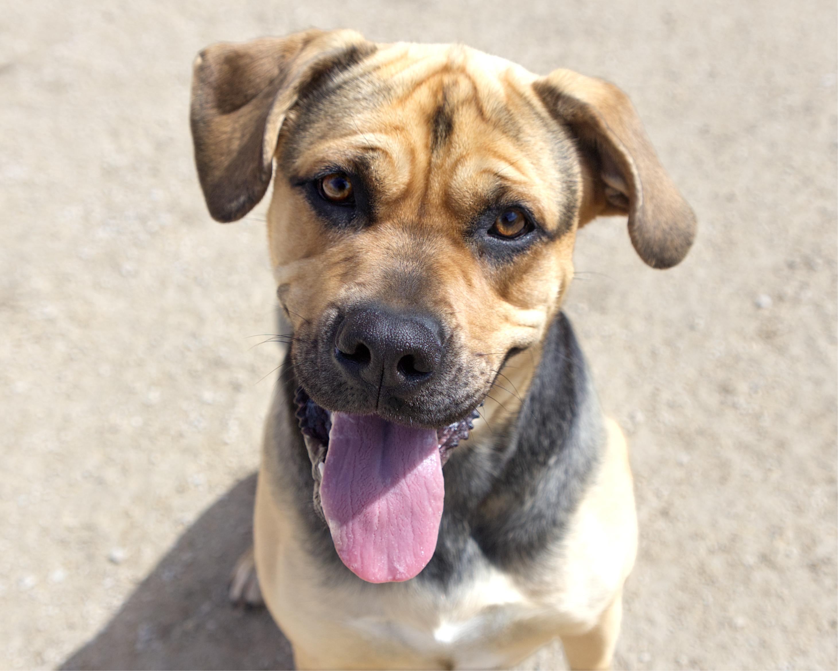 Frankie, adopted, Adult Female Shepherd & Boxer.