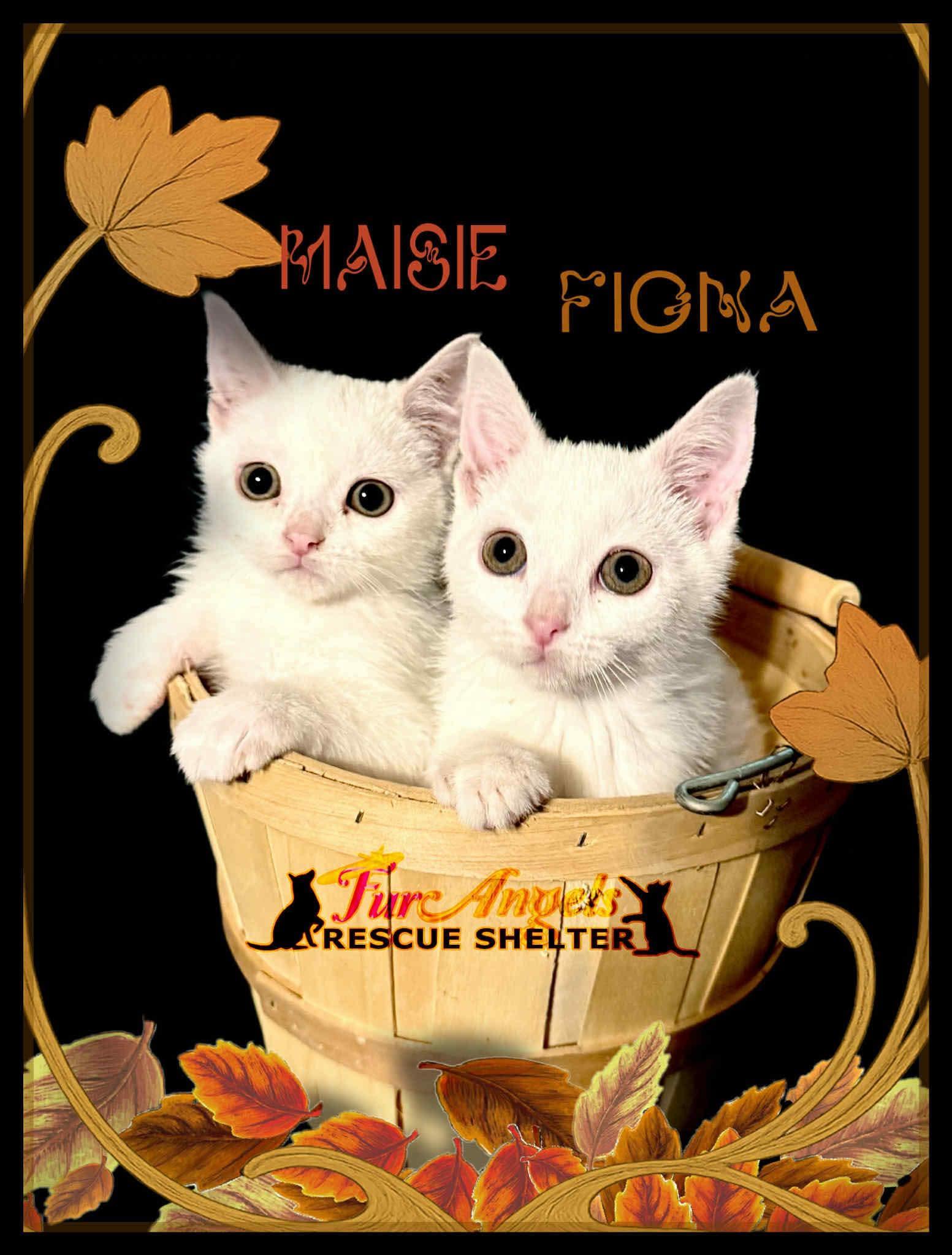 Enlarge Maisie & Fiona, a Adopted Domestic Short Hair in Toledo, OH image 1/1