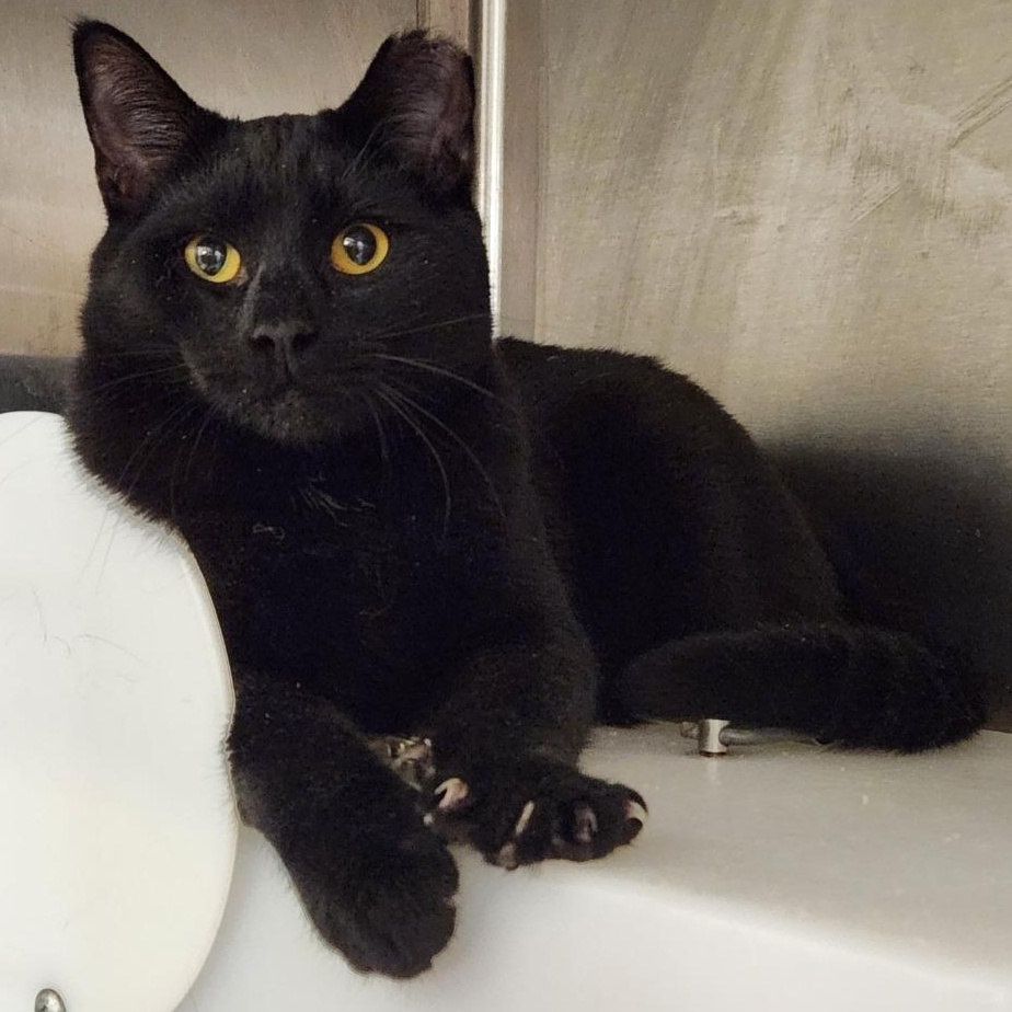 Enlarge Pugsley, a ADOPTABLE Domestic Short Hair in Prince Frederick, MD image 4/4