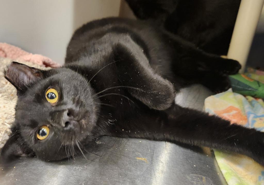 Enlarge Pugsley, a ADOPTABLE Domestic Short Hair in Prince Frederick, MD image 3/4