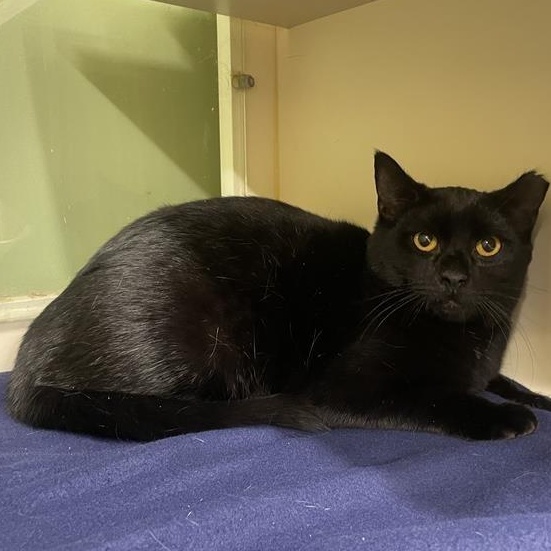 Enlarge Pugsley, a ADOPTABLE Domestic Short Hair in Prince Frederick, MD image 2/4