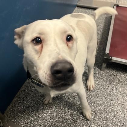 Jasper, ADOPTABLE, Adult Male Mixed Breed.