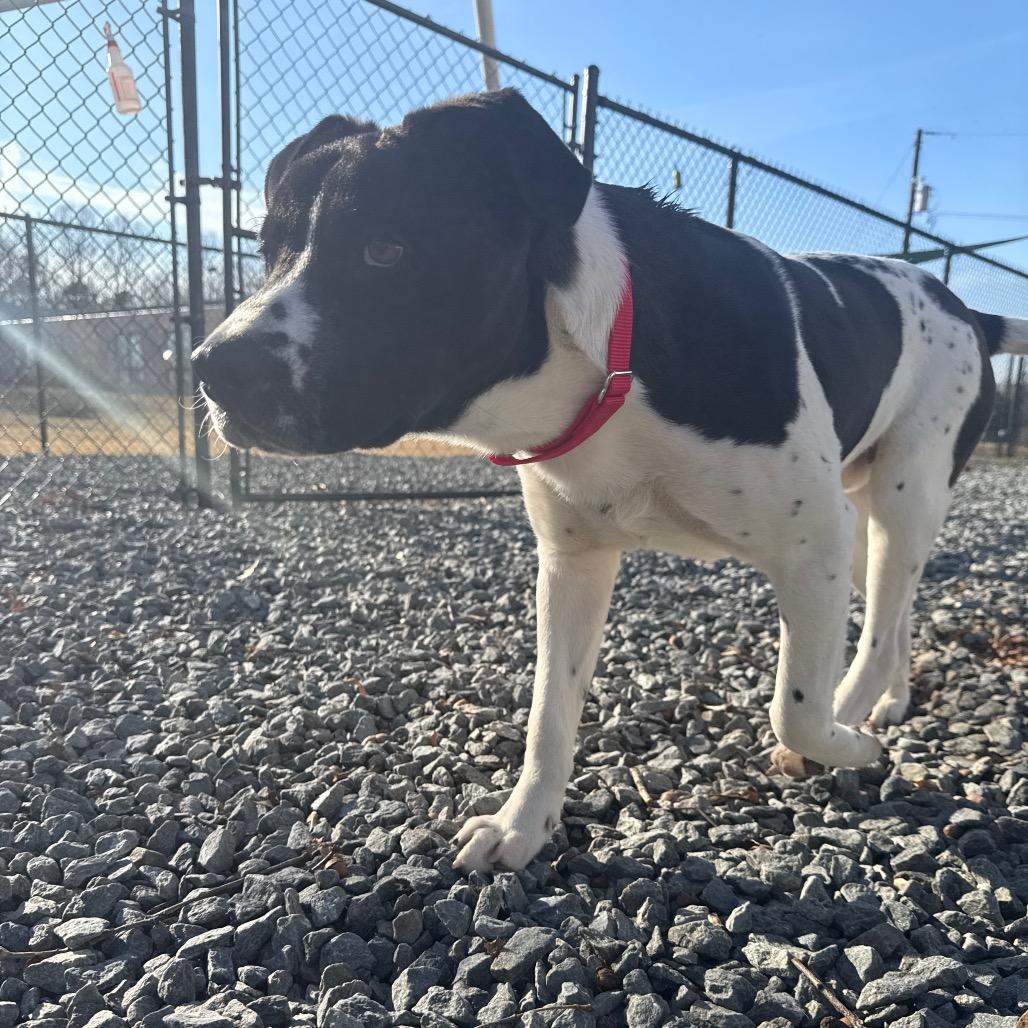 Peter, Adoptable, Young Male Mixed Breed.