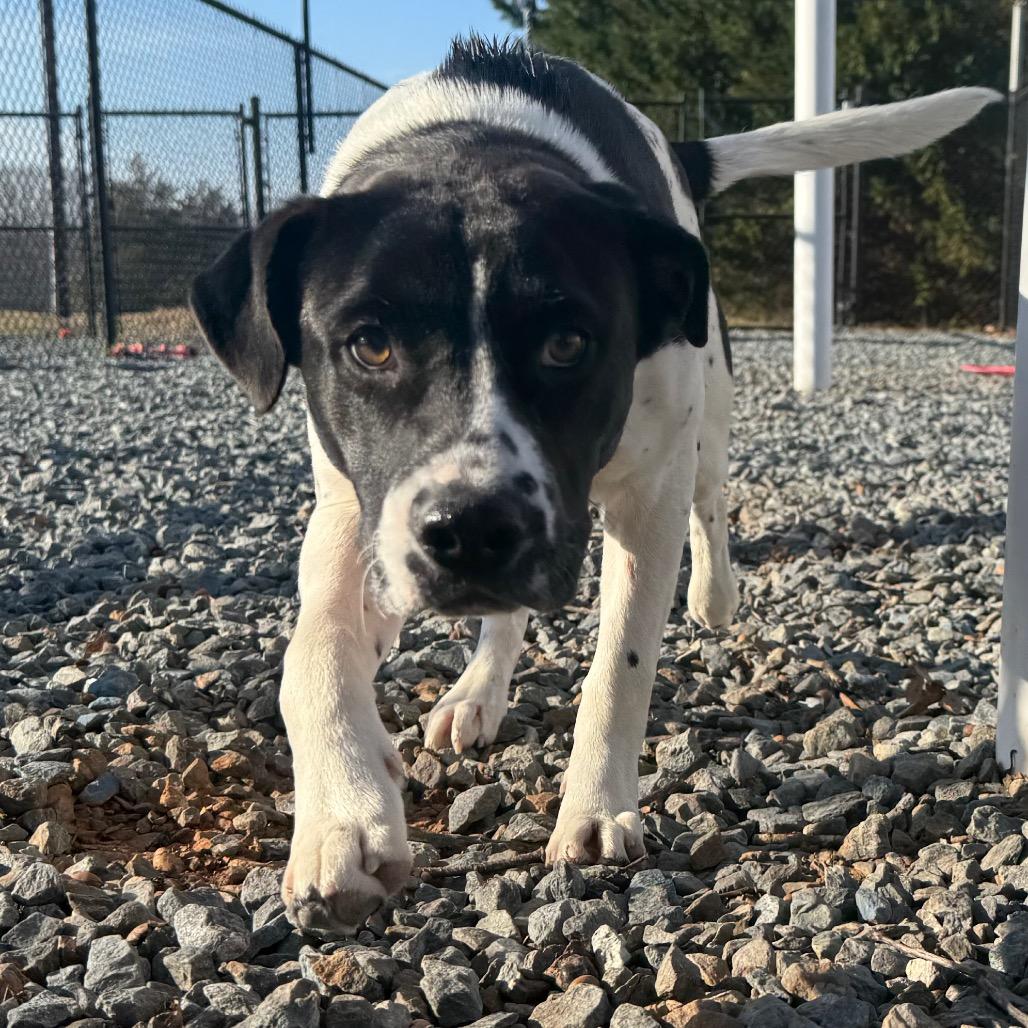 Enlarge Peter, a Adoptable Mixed Breed in Winston-Salem, NC image 2/3