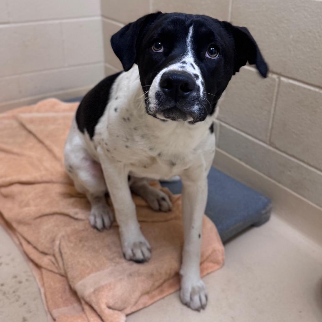 Enlarge Peter, a Adoptable Mixed Breed in Winston-Salem, NC image 3/3