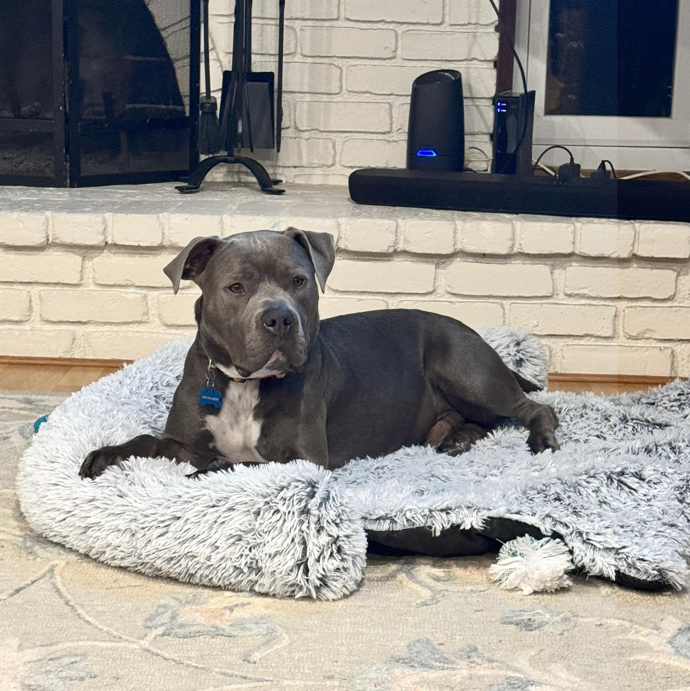 Hershey, a Adoptable mixed breed in Tarzana, CA image 2/5