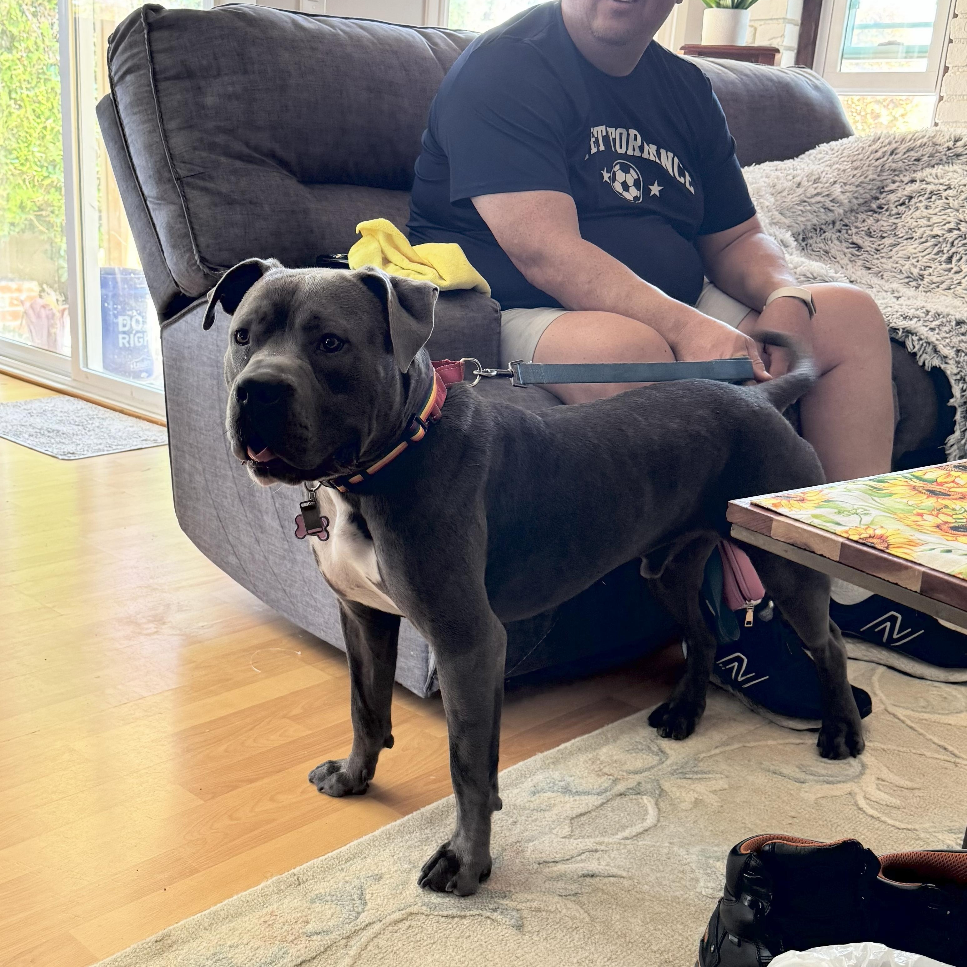 Hershey, a Adoptable mixed breed in Tarzana, CA image 3/5