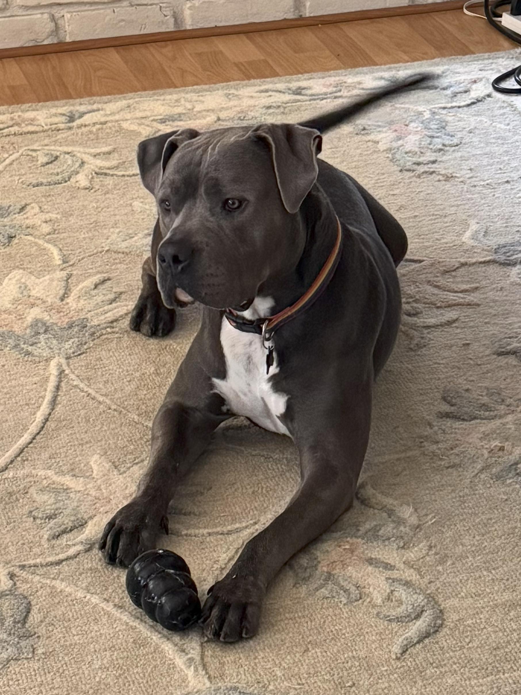 Hershey, a Adoptable mixed breed in Tarzana, CA image 1/5