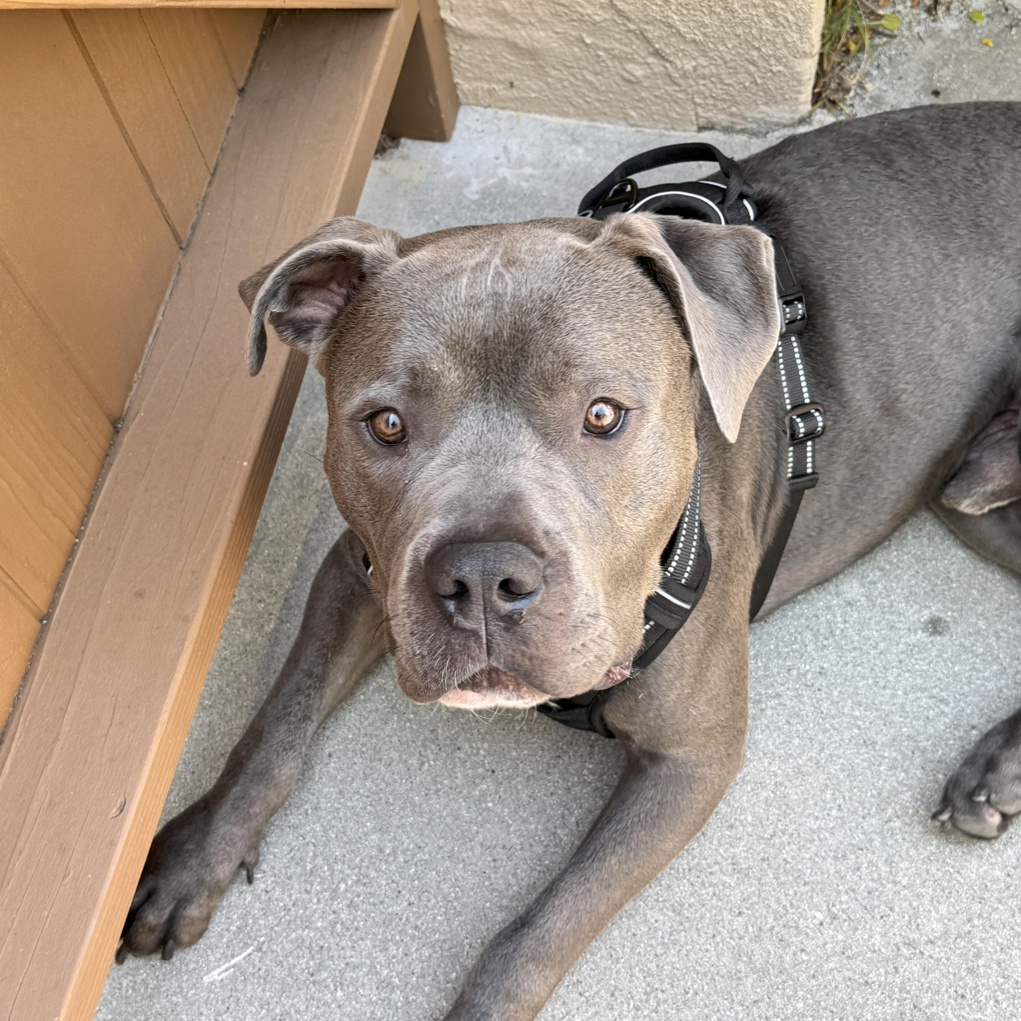 Hershey, a Adoptable mixed breed in Tarzana, CA image 4/5