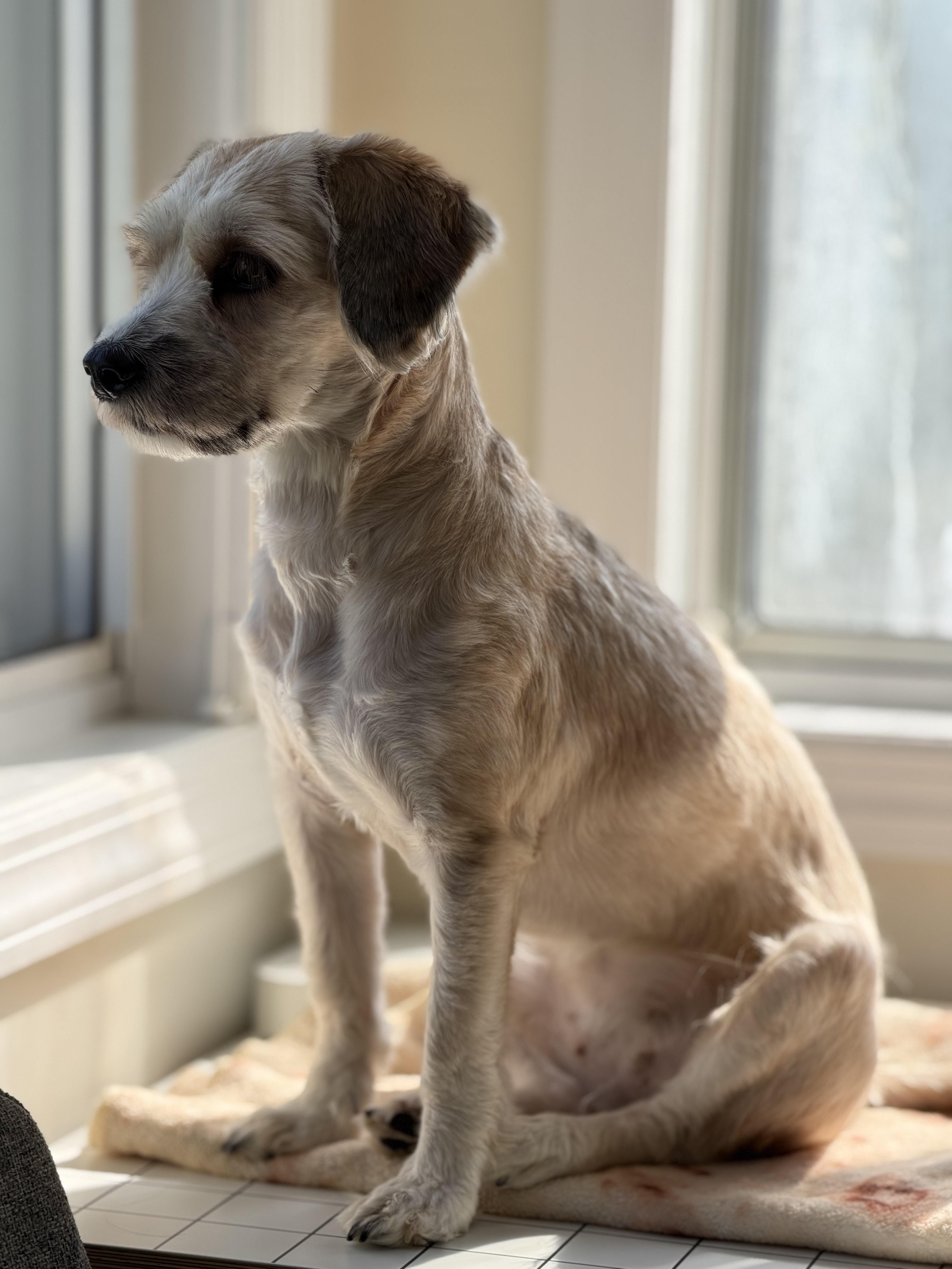 Enlarge Praline, a Adopted mixed breed in Freeport, NY image 2/3