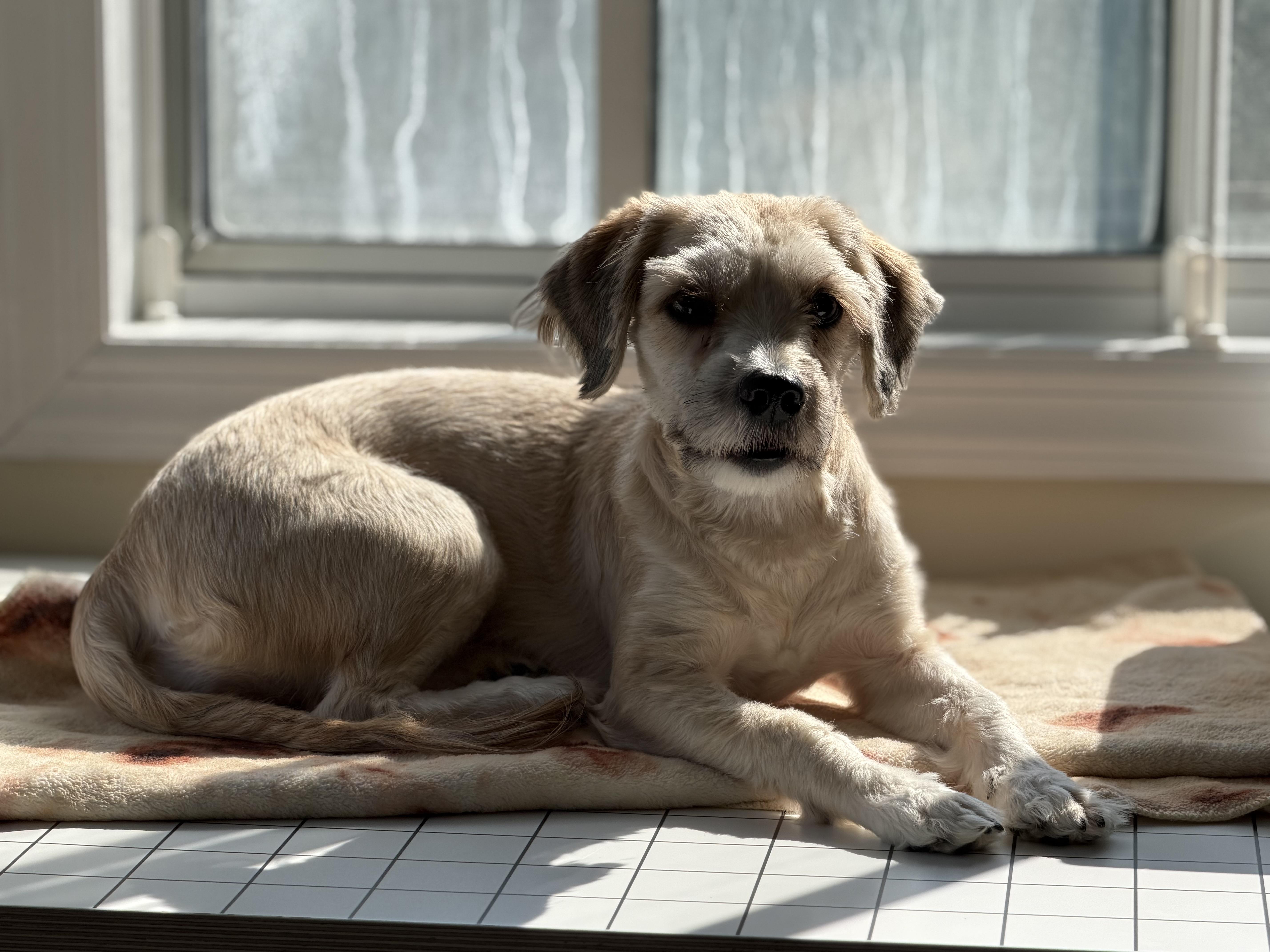 Enlarge Praline, a Adopted mixed breed in Freeport, NY image 3/3