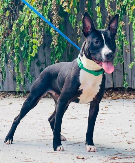 Enlarge AC-5085 "Aspen", a Adoptable mixed breed in Conyers, GA image 2/2