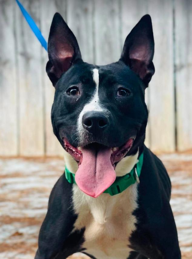 AC-5085 "Aspen", Adoptable, Adult Female Pit Bull Terrier.