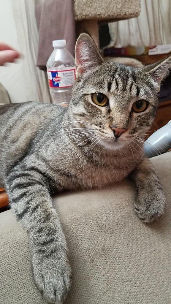 Fletcher, Adoptable, Adult Male Domestic Short Hair.