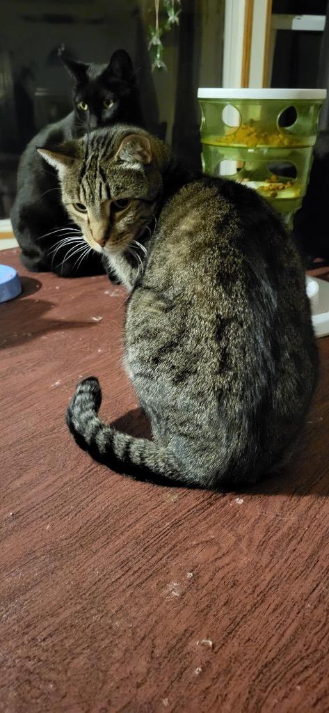 Fletcher, Adoptable, Adult Male Domestic Short Hair.