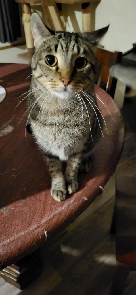 Fletcher, a Adoptable mixed breed in Richland Hills, TX image 2/5