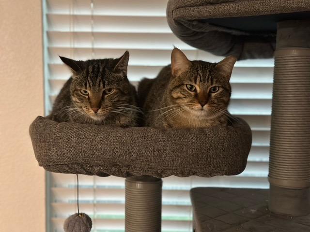 Fletcher, a Adoptable mixed breed in Richland Hills, TX image 3/5