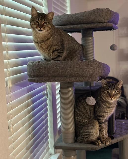 Fletcher, a Adoptable mixed breed in Richland Hills, TX image 5/5