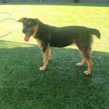 Whindu, Adoptable, Young Male Catahoula Leopard Dog.