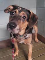 Enlarge Whindu, a Adoptable mixed breed in Commerce, TX image 2/3