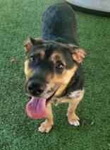 Enlarge Whindu, a Adoptable mixed breed in Commerce, TX image 3/3