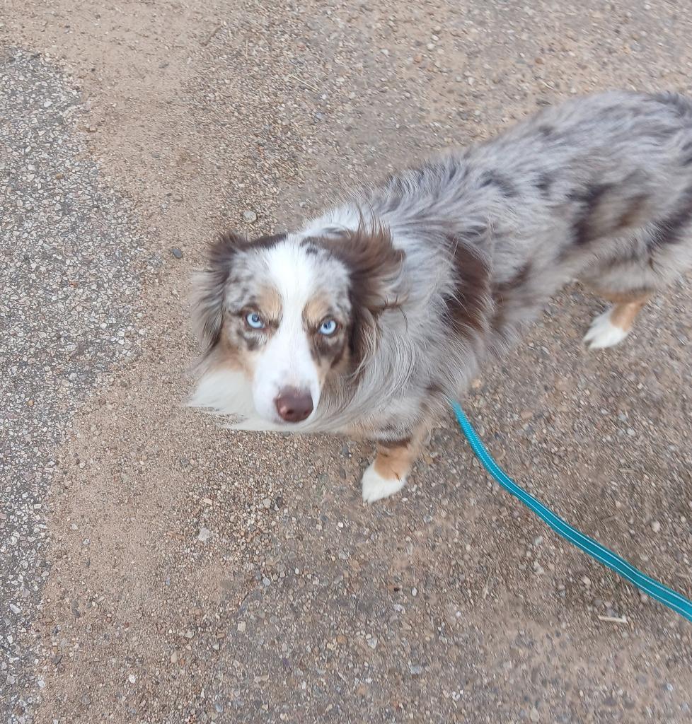 Enlarge Charly, a Adoptable Australian Shepherd in Thompson Falls, MT image 1/6
