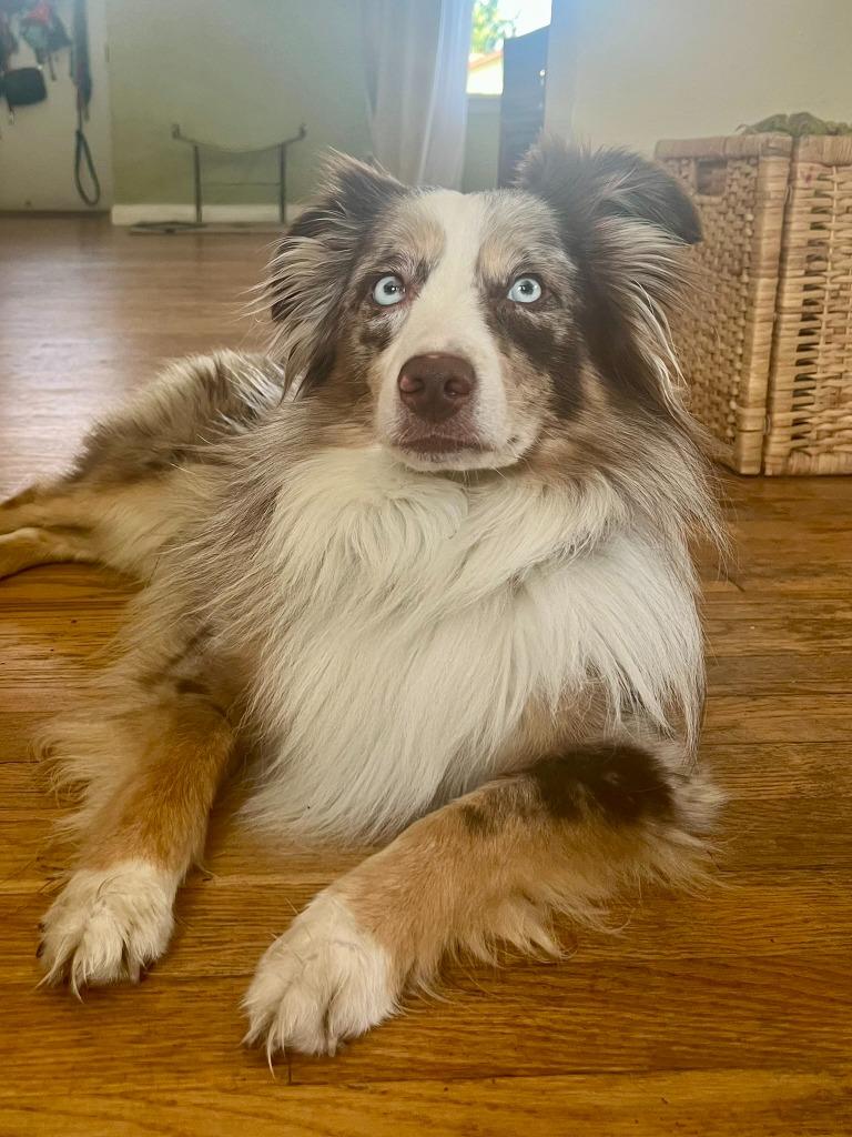 Charly, a Adoptable Australian Shepherd in Thompson Falls, MT image 1/6
