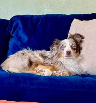 Enlarge Charly, a Adoptable Australian Shepherd in Thompson Falls, MT image 3/6