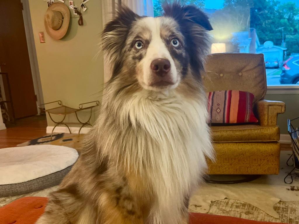 Charly, a Adoptable Australian Shepherd in Thompson Falls, MT image 3/6
