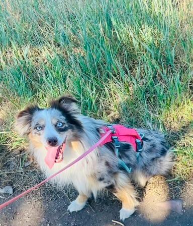 Charly, a Adoptable Australian Shepherd in Thompson Falls, MT image 6/6