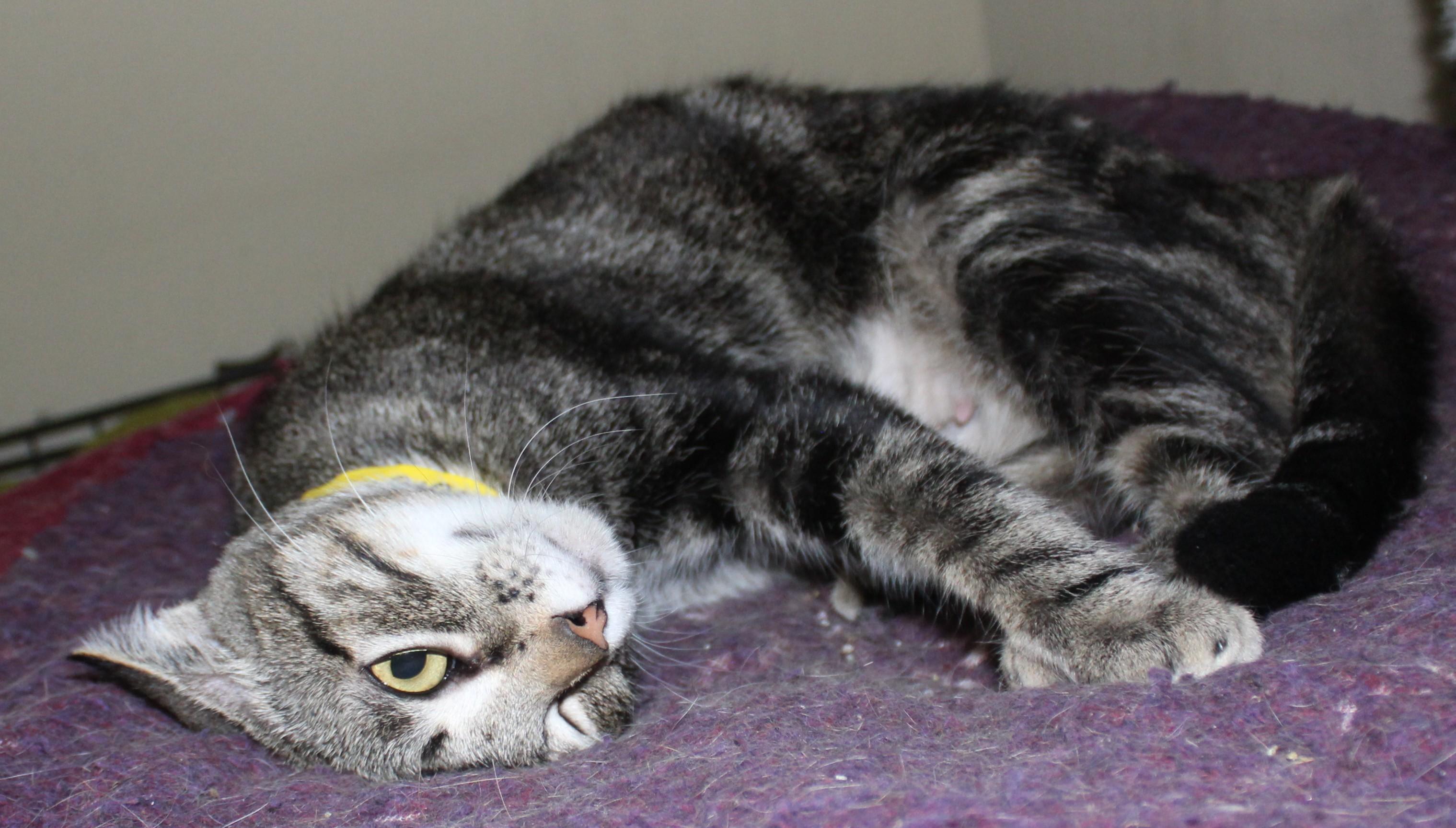 Noodle, an adoptable Domestic Short Hair in Huron, SD, 57350 | Photo Image 3
