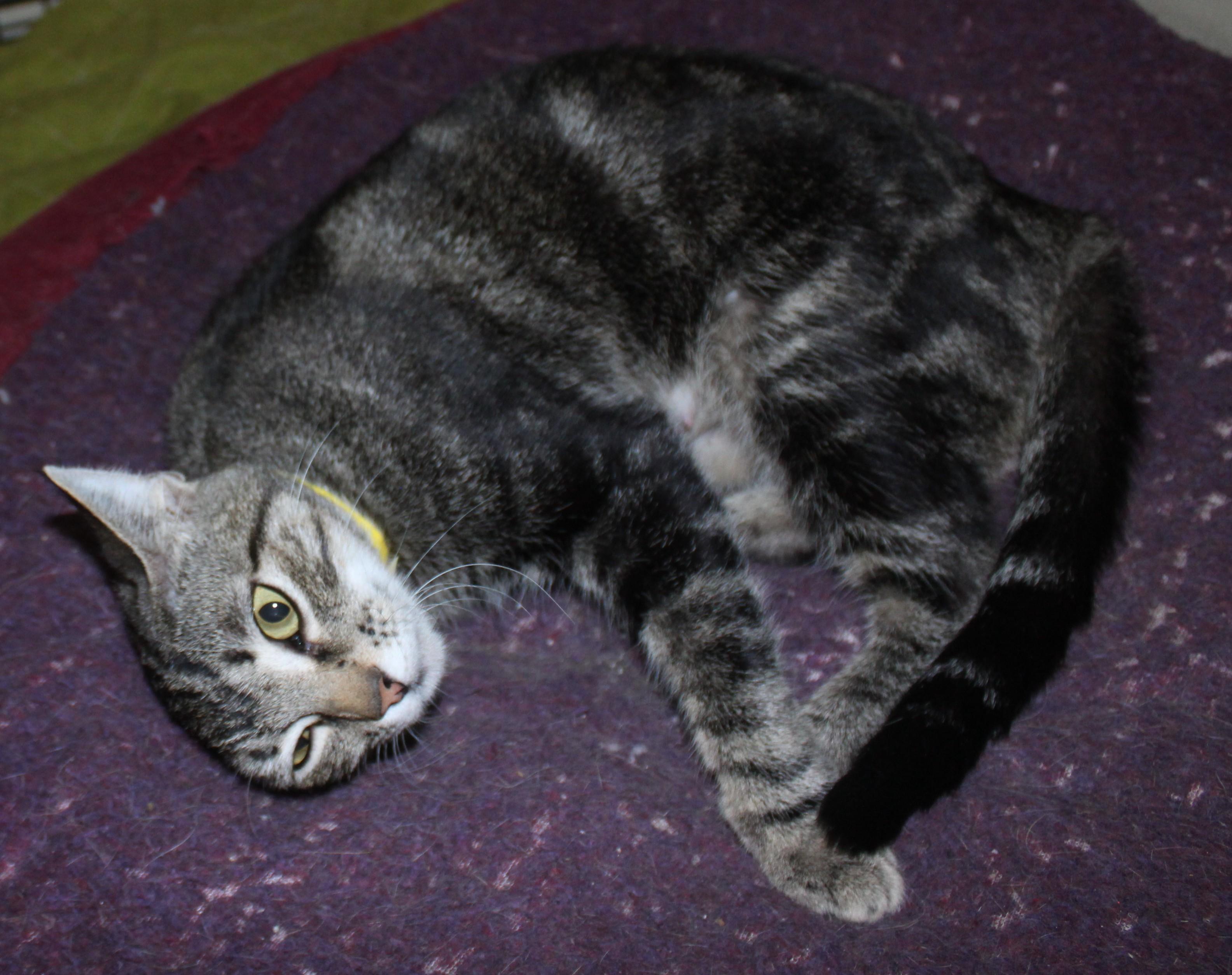 Enlarge Noodle, a Adoptable mixed breed in Huron, SD image 2/3