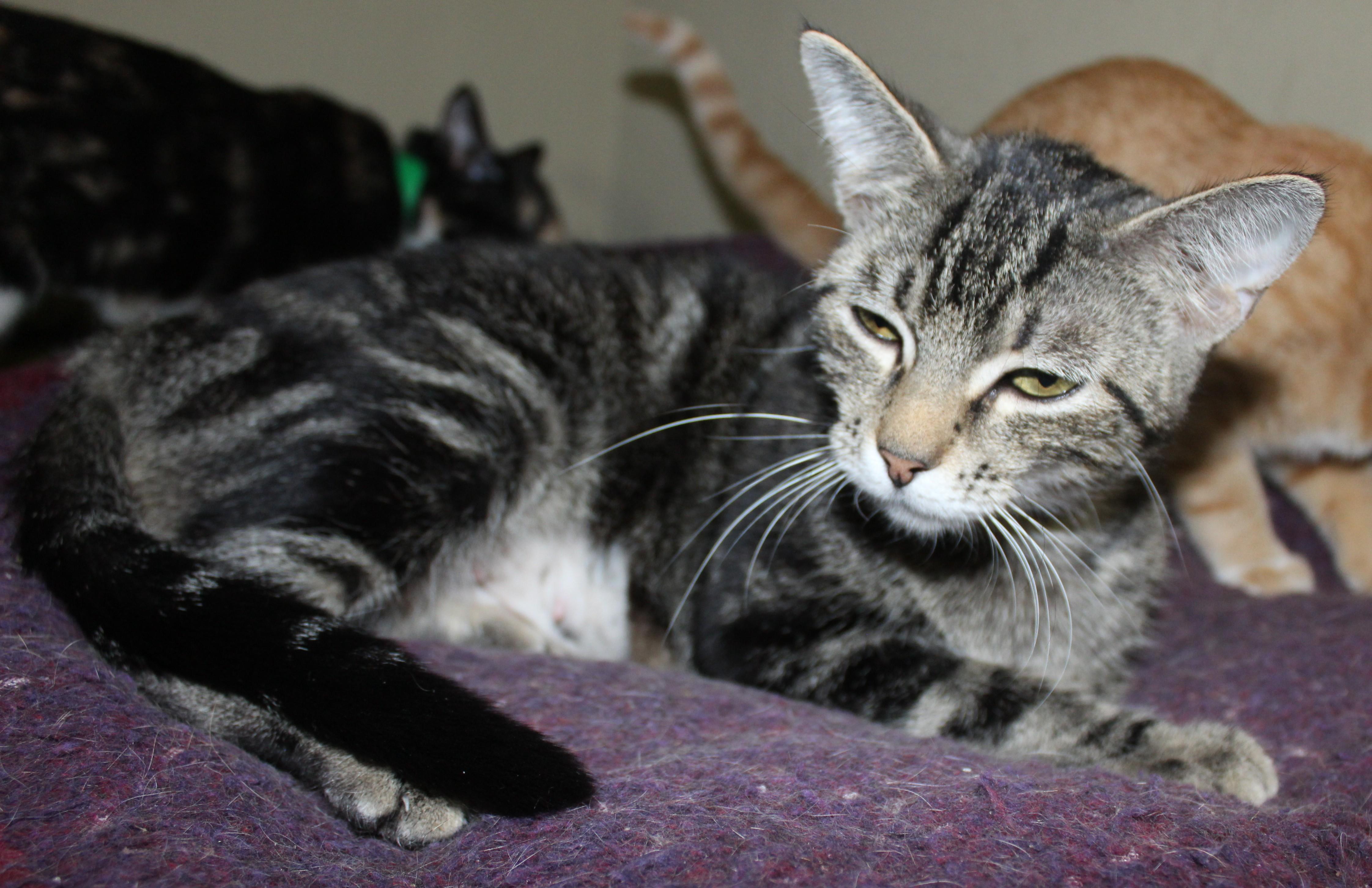 Noodle, an adoptable Domestic Short Hair in Huron, SD, 57350 | Photo Image 2